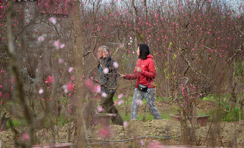 Trước Tết 10 ngày, đào Nhật Tân đã khoe sắc từ vườn về phố